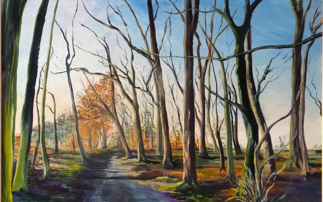 Woodland morning light