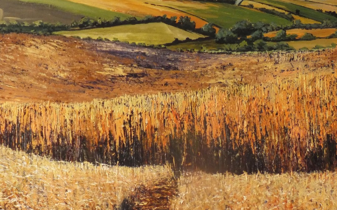 Ripe barley fields