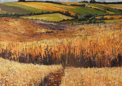 Ripe barley fields