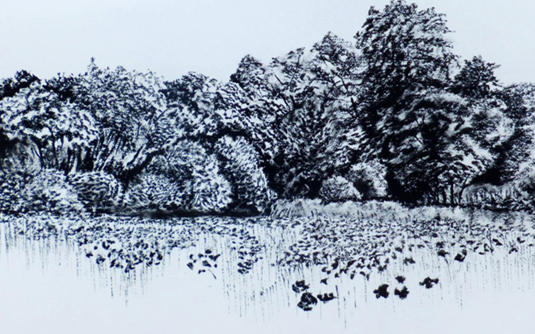 Trees & Poppy field